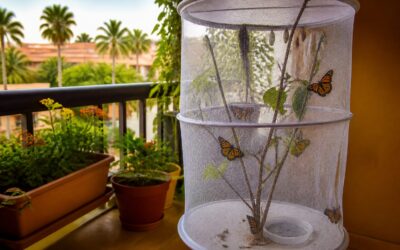 O familie de români din Tenerife a transformat balconul într o mică maternitate de fluturi monarh