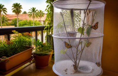 O familie de români din Tenerife a transformat balconul într o mică maternitate de fluturi monarh